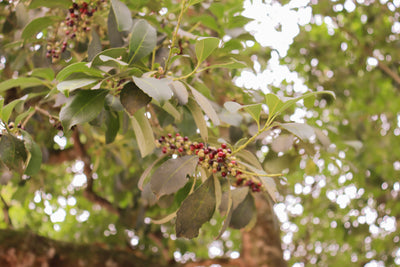 The History of Yerba Mate: From Guaraní Tradition to Global Natural Energy Drink (And Why Your Seeing It More Now)